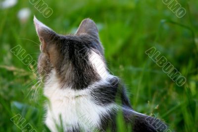 Cat in the grass
