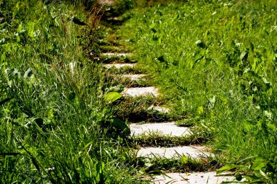 Path in the grass