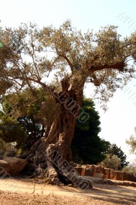 Oil Tree in Sicily at summer