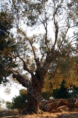 Oil Tree in Sicily at summer