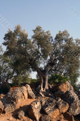 Oil Tree in Sicily at summer