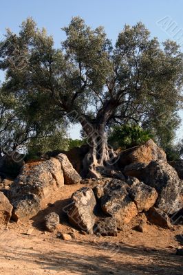 Oil Tree in Sicily at summer