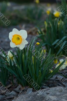 White and Yellow Daffodil