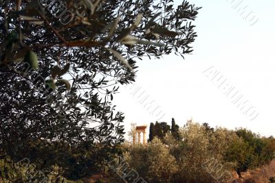 Oil Tree in Sicily at summer