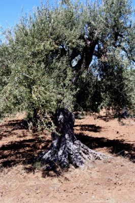Oil Tree in Sicily at summer