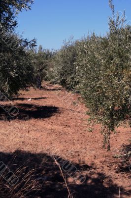 Oil Tree in Sicily at summer