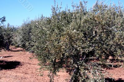 Oil Tree in Sicily at summer