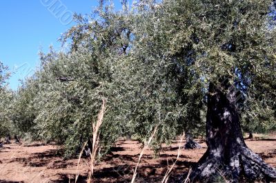Oil Tree in Sicily at summer