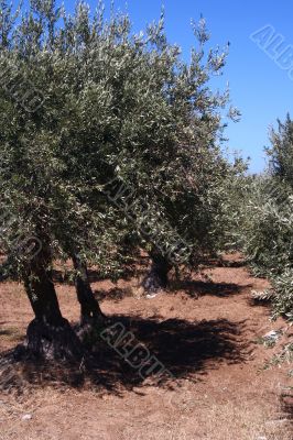 Oil Tree in Sicily at summer