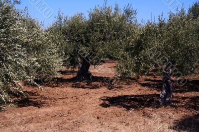 Oil Tree in Sicily at summer