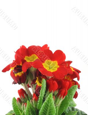 beautiful vivid flowers on white background