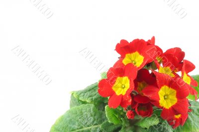 beautiful vivid flowers with copyspace