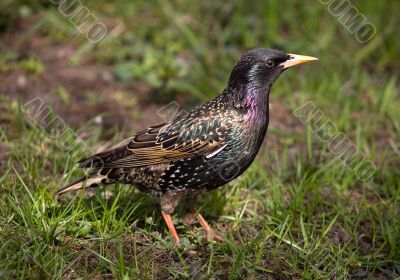 Starling