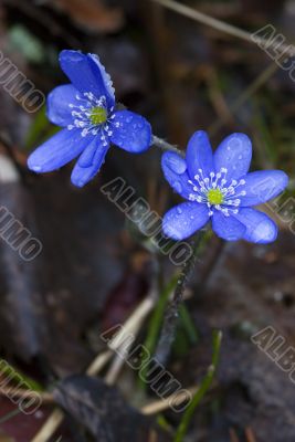 Hepatica nobilis Mill after a rain