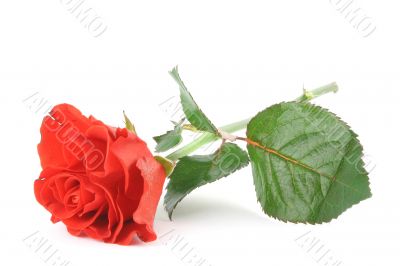 beautiful rose on white