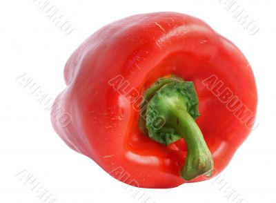 red paprika - pure white background