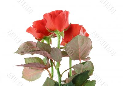 three beautiful red roses on white
