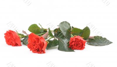 three beautiful red roses on white