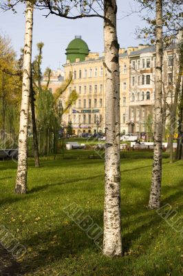 Three birches