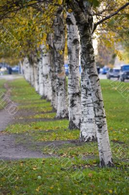 birch alley