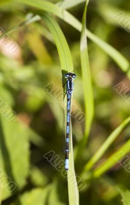 Blue dragonfly