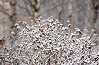 Winter dogrose