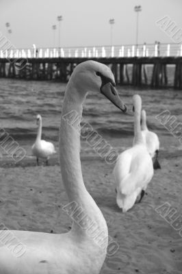 swans and pier - B&W