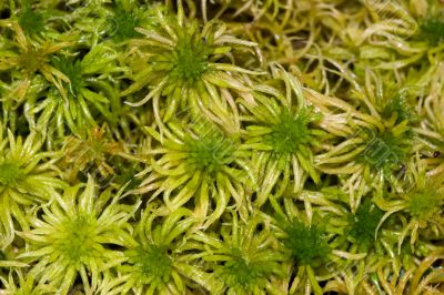 Green moss close up