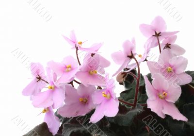 beautiful violets - pure white background