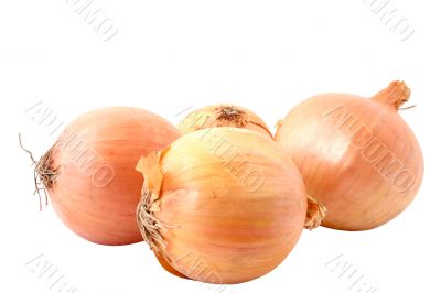 onions - pure white background