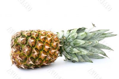 pineapple on white #2
