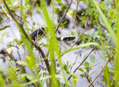 Grass-snake