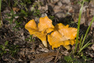 Chanterelles