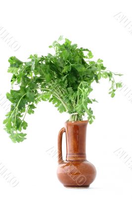 fresh parsley in vase - isolated