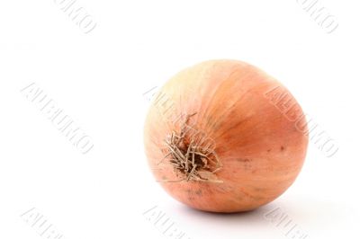 onion on white