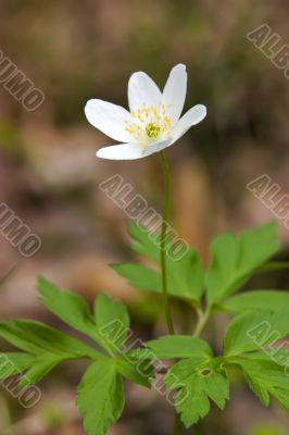 Lonely spring flower
