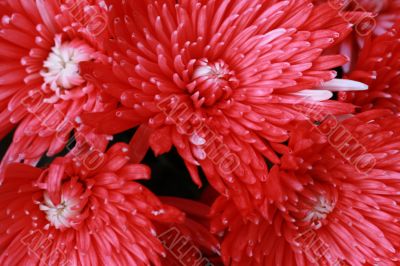 Red chrysanthemum flowers close-up