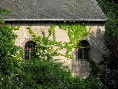 Architectural Detail - Ivy Covered Wall