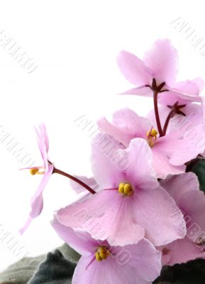 violets on white
