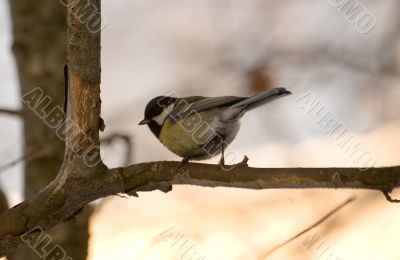 Titmouse