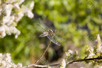 Dragonfly on a summer background