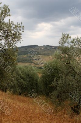 italian olive groves