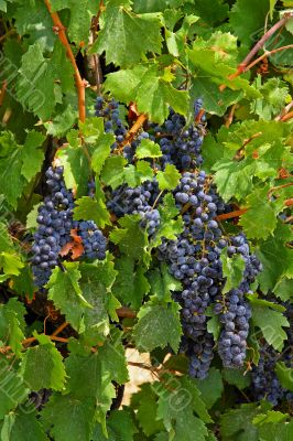 grape vines