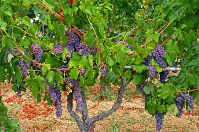 vines