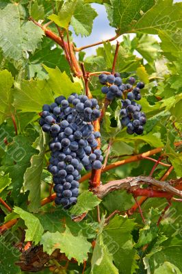 purple grapes