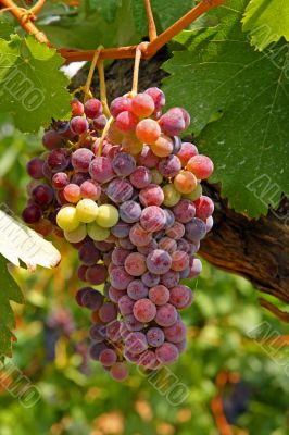 wine grapes