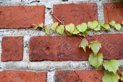 Wall with the grapes 5