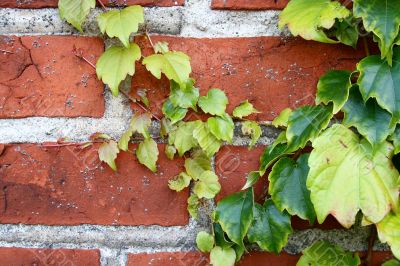Wall with the grapes 5