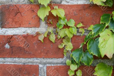 Wall with the grapes 5