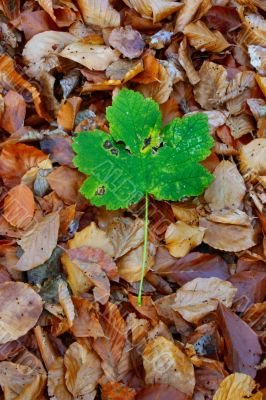 autumn individualist